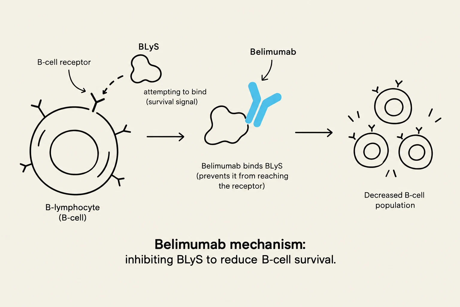 Diagram illustrating the mechanism of Belimumab, which inhibits BLyS to reduce B-cell survival by preventing BLyS from binding to the B-cell receptor, leading to a decreased B-cell population.