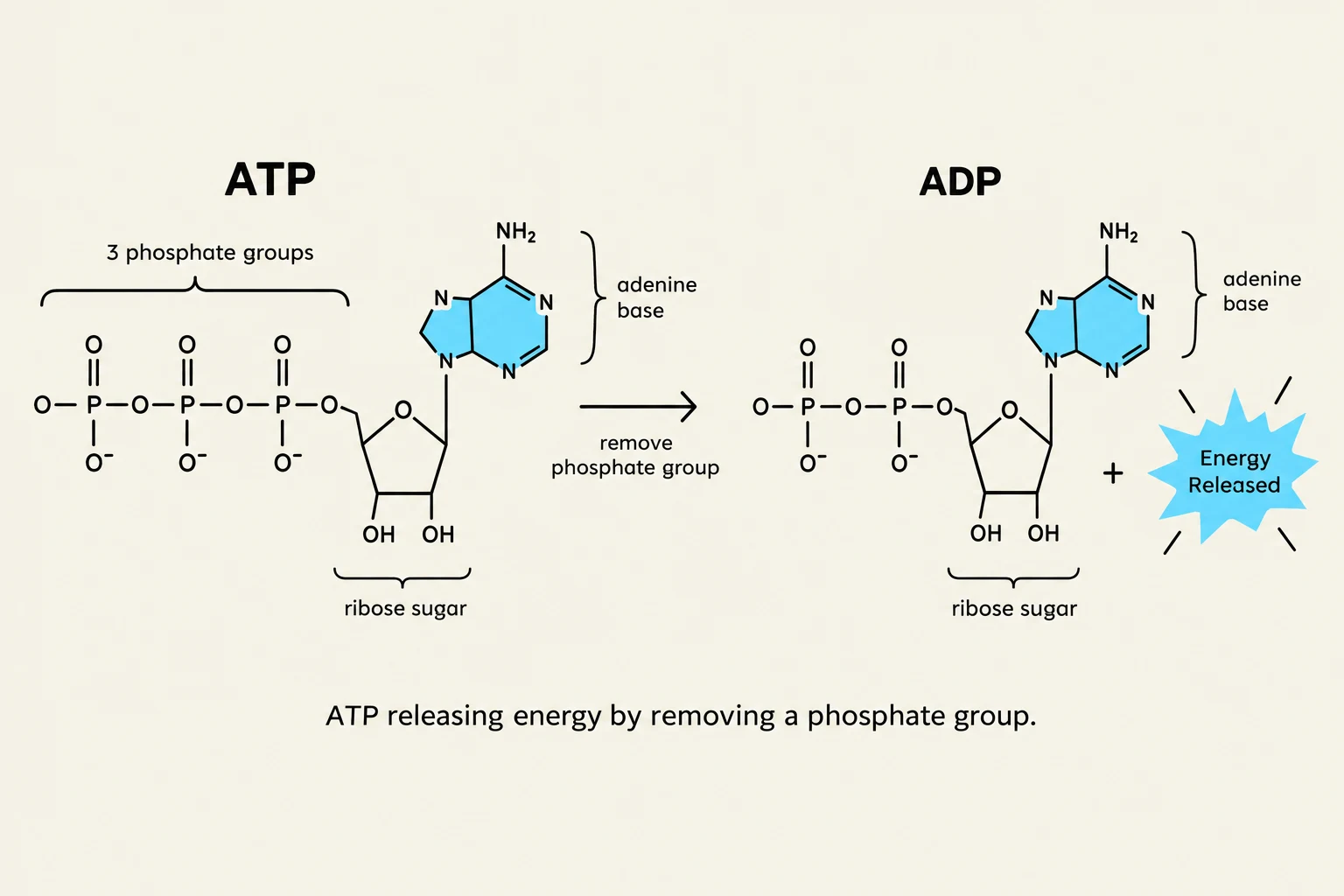 ATP releasing energy by removing a phosphate group.
