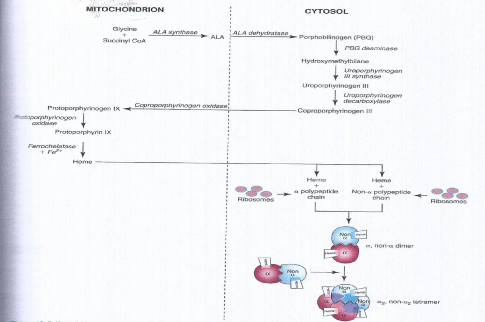 This diagram illustrates the biosynthesis of heme, a crucial molecule in the body, showing its production pathway within the mitochondrion and cytosol, and its assembly into polypeptide chains.