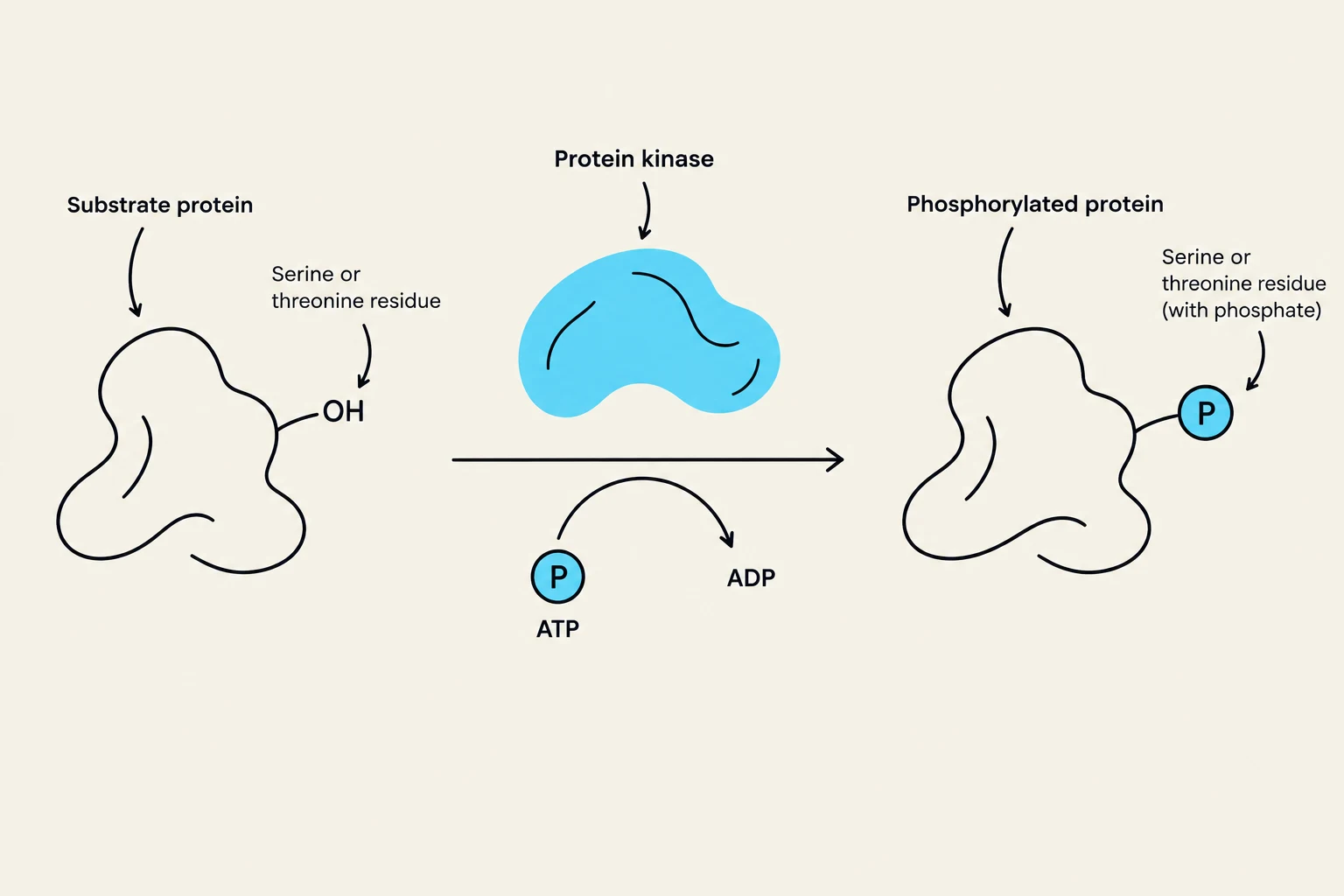 This diagram illustrates the process of protein phosphorylation, where a protein kinase enzyme transfers a phosphate group from ATP to a substrate protein, resulting in a phosphorylated protein.