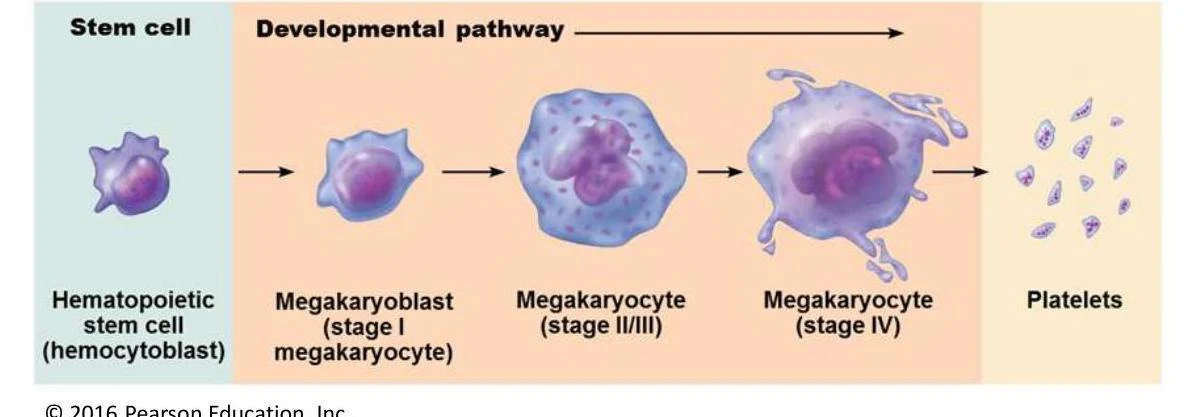 This diagram illustrates the developmental pathway of hematopoietic stem cells into platelets, showing the stages of megakaryoblast and megakaryocyte development.