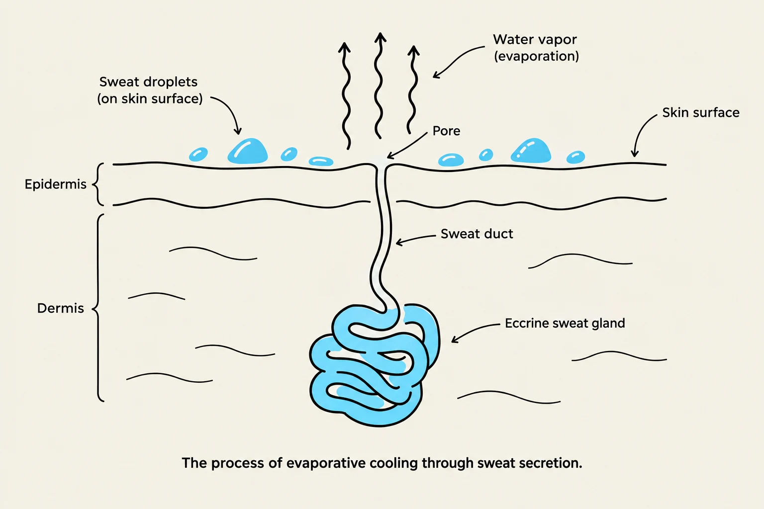 Diagram illustrating the process of evaporative cooling through sweat secretion, showing the epidermis, dermis, sweat duct, and eccrine sweat gland.