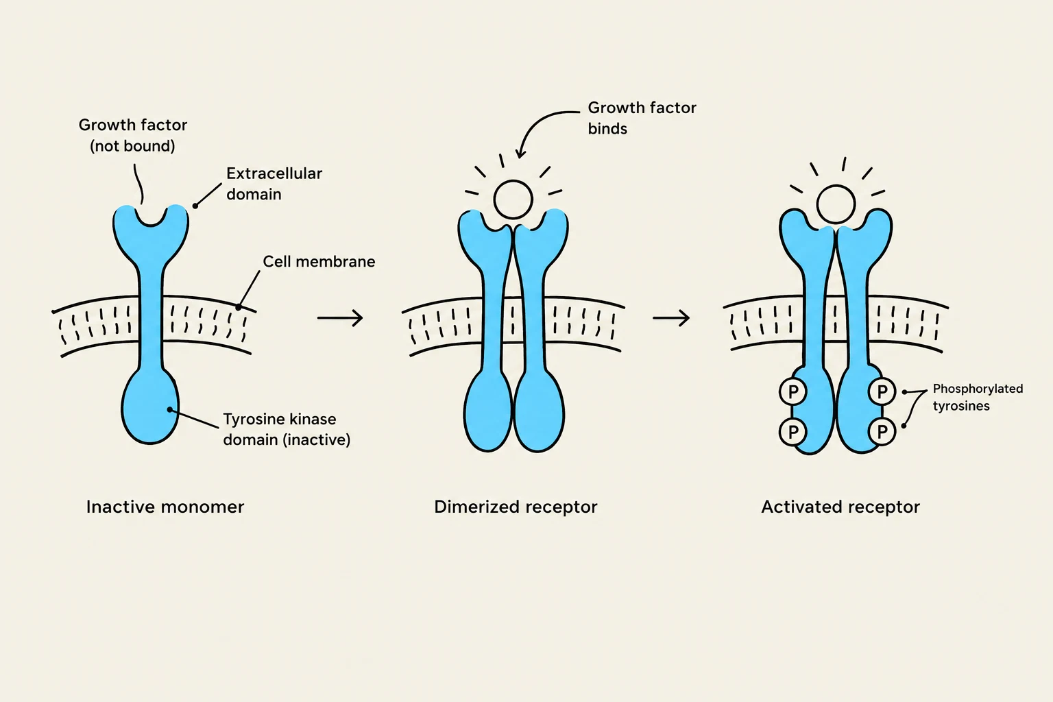 This diagram illustrates the process of receptor tyrosine kinase activation. Initially, a growth factor is not bound to the receptor. Upon binding, the receptor dimerizes, leading to the phosphorylation of tyrosine residues within the intracellular domain, which signals downstream cellular responses.