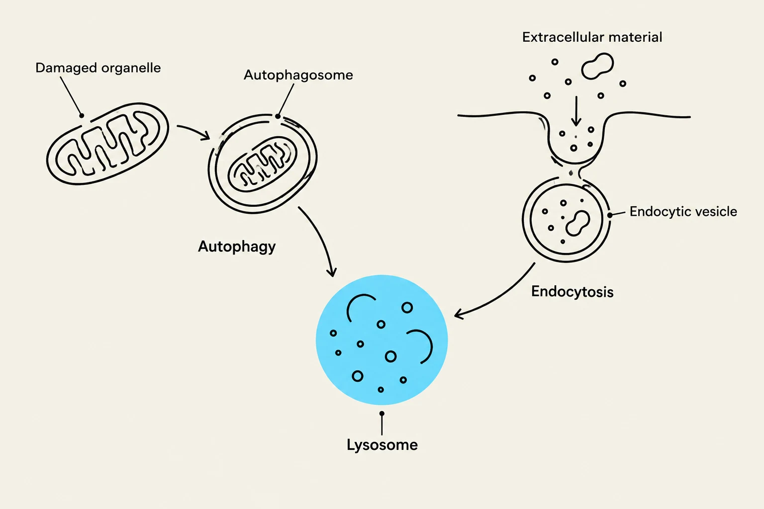 This diagram illustrates the processes of autophagy and endocytosis, which are cellular mechanisms for degrading damaged organelles and extracellular material, respectively, with the lysosome playing a key role in breaking down these components.