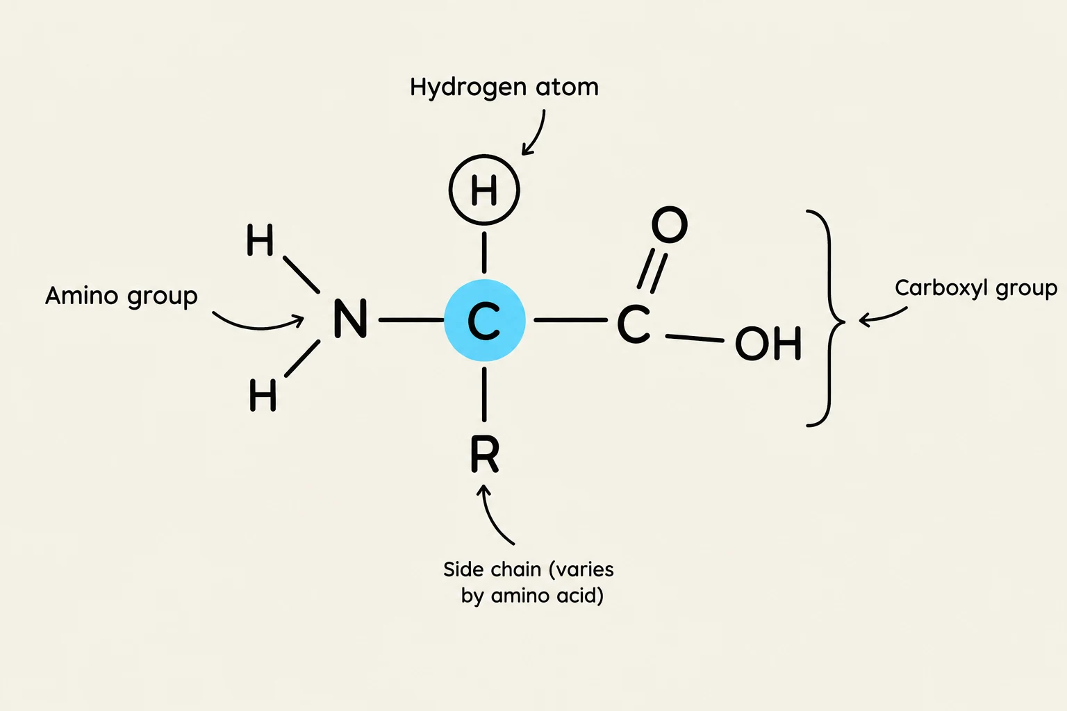 This is a diagram illustrating the general structure of an amino acid, showing the central carbon atom bonded to an amino group, a carboxyl group, a hydrogen atom, and a variable side chain (R group).
