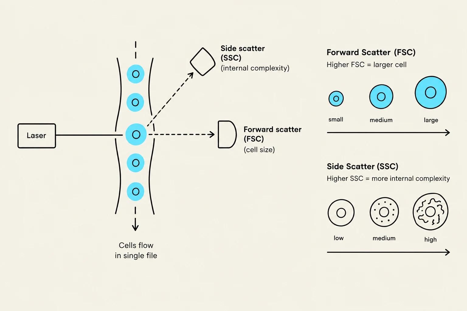 This diagram illustrates the principles of flow cytometry, showing how a laser beam interacts with cells flowing in single file. Forward scatter (FSC) is used to determine cell size, with higher FSC indicating a larger cell. Side scatter (SSC) measures internal complexity, where higher SSC suggests more internal complexity within the cell.