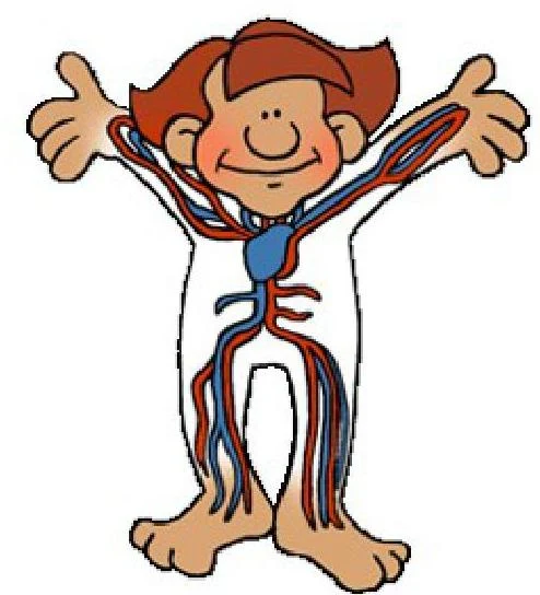 Diagram of the human circulatory system showing the heart, arteries (red), and veins (blue).