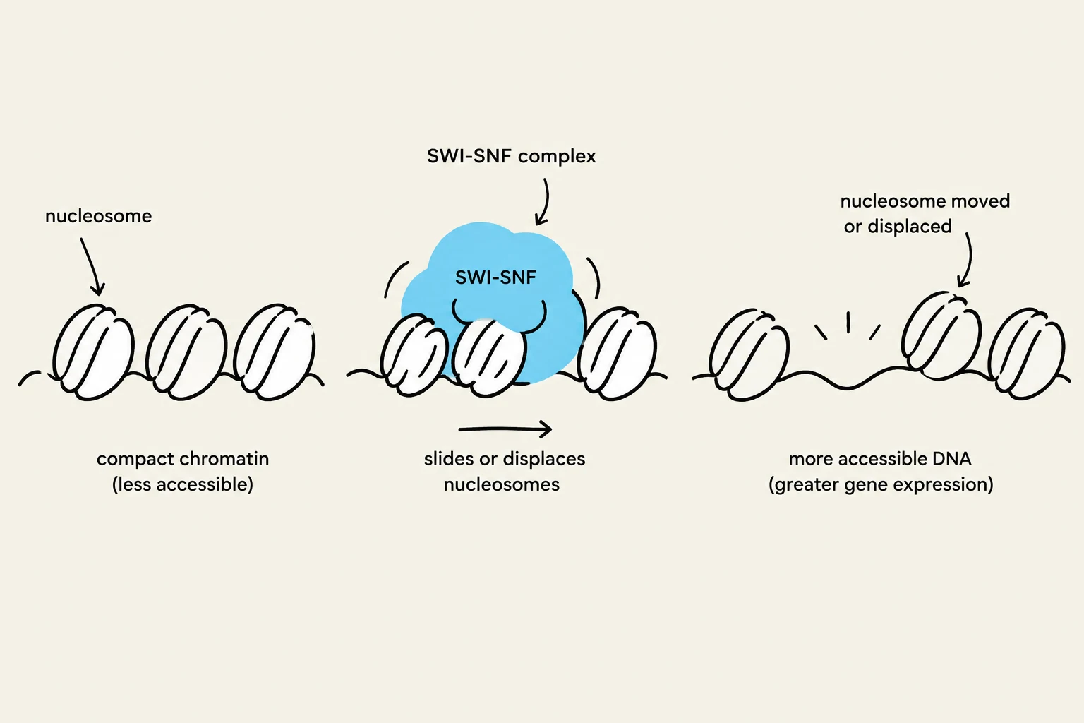 Diagram illustrating how the SWI-SNF complex slides or displaces nucleosomes, leading to more accessible DNA and greater gene expression.