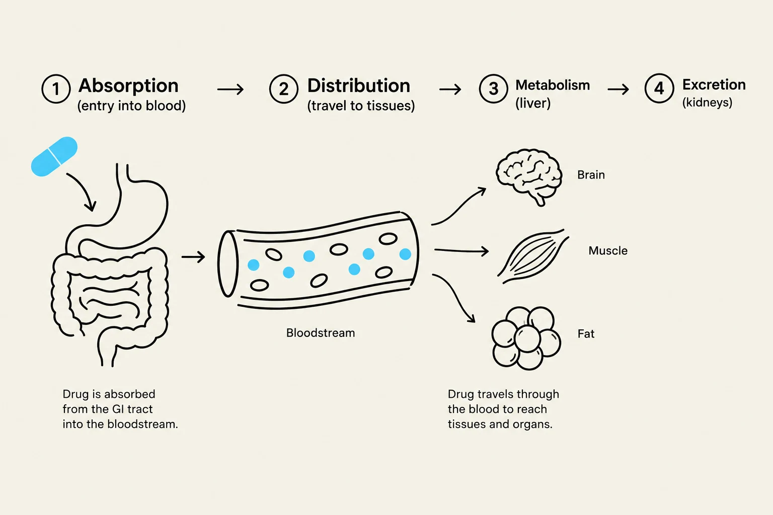 This diagram illustrates the pharmacokinetic process of a drug, detailing its absorption from the gastrointestinal tract into the bloodstream, distribution to various tissues like the brain, muscle, and fat, metabolism primarily in the liver, and eventual excretion by the kidneys.