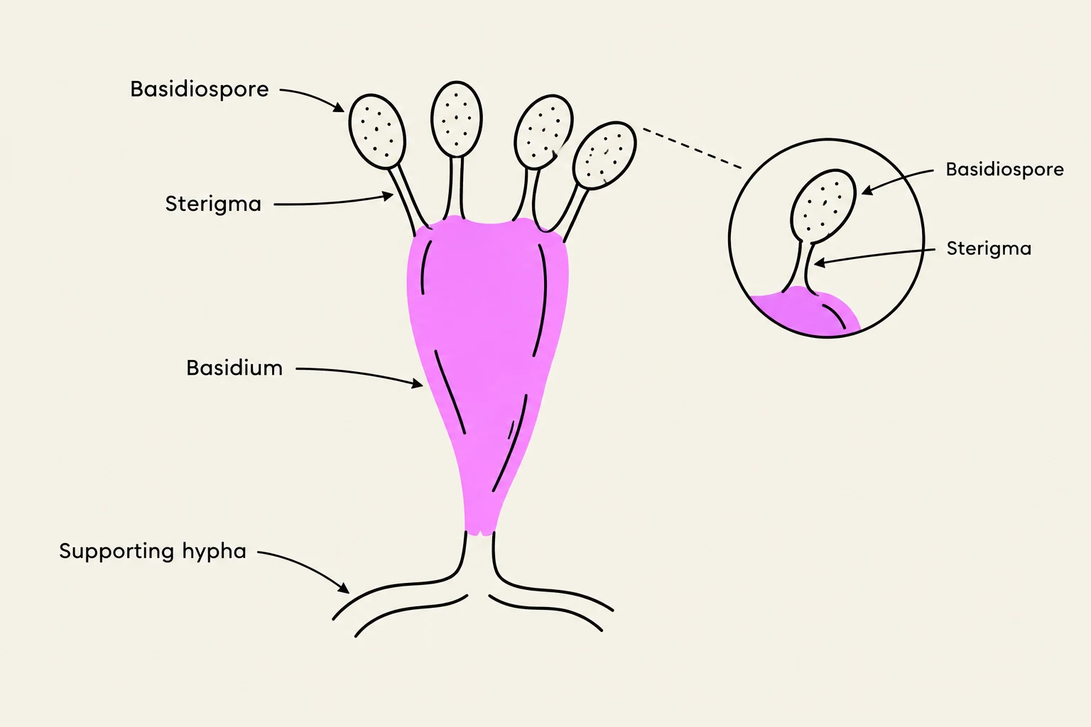 Diagram illustrating the structure of a basidium, a reproductive organ in fungi, showing basidiospores, sterigmata, and supporting hyphae.
