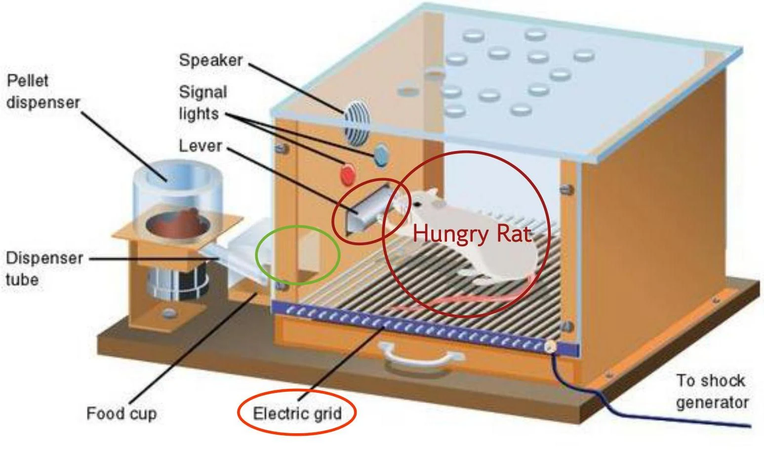 Diagram of a Skinner box, illustrating components such as a pellet dispenser, food cup, lever, speaker, signal lights, and an electric grid, with a rat inside.