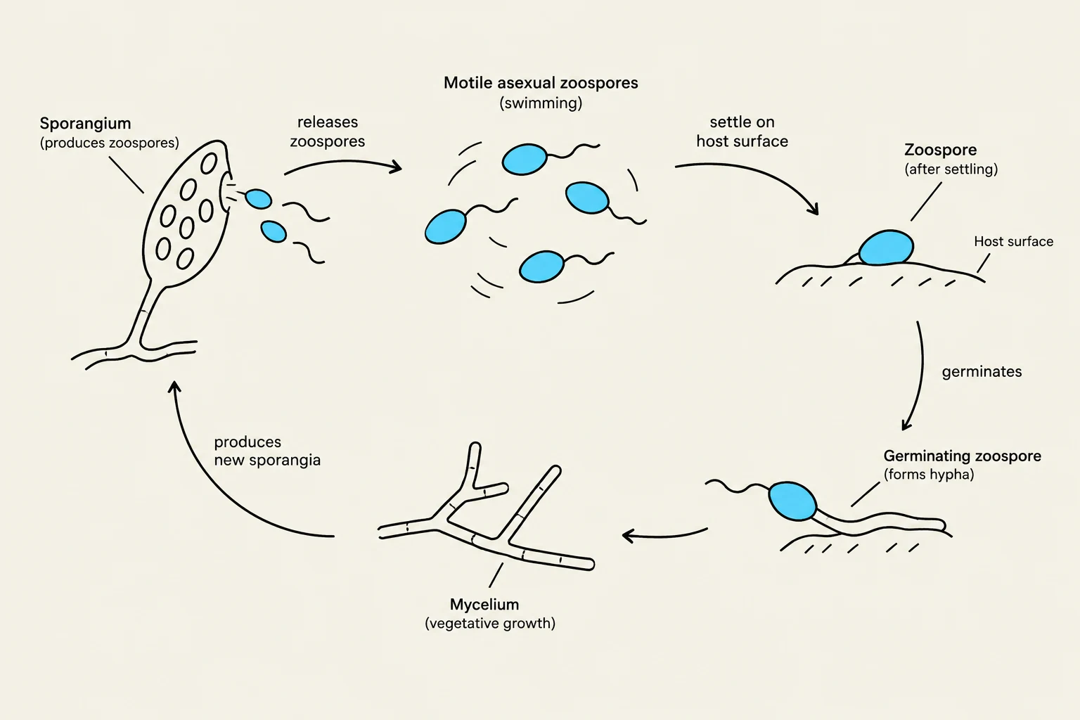 Diagram illustrating the life cycle of a fungus, showing the release of motile asexual zoospores from a sporangium, their swimming, settling on a host surface, germination into hyphae, and the formation of new sporangia from the mycelium.