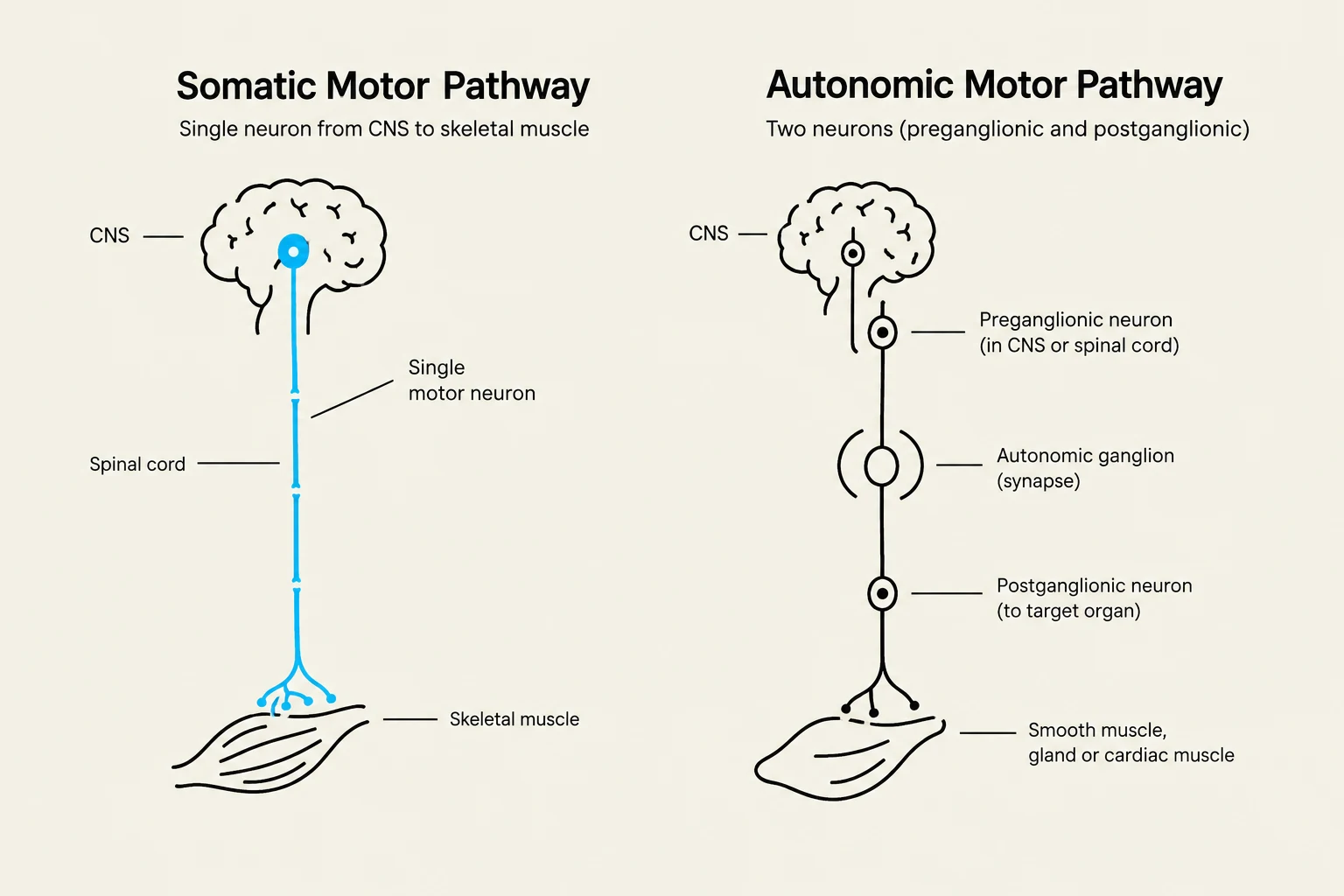 Diagrams illustrating the somatic and autonomic motor pathways, detailing the neural connections from the central nervous system to muscles and organs.