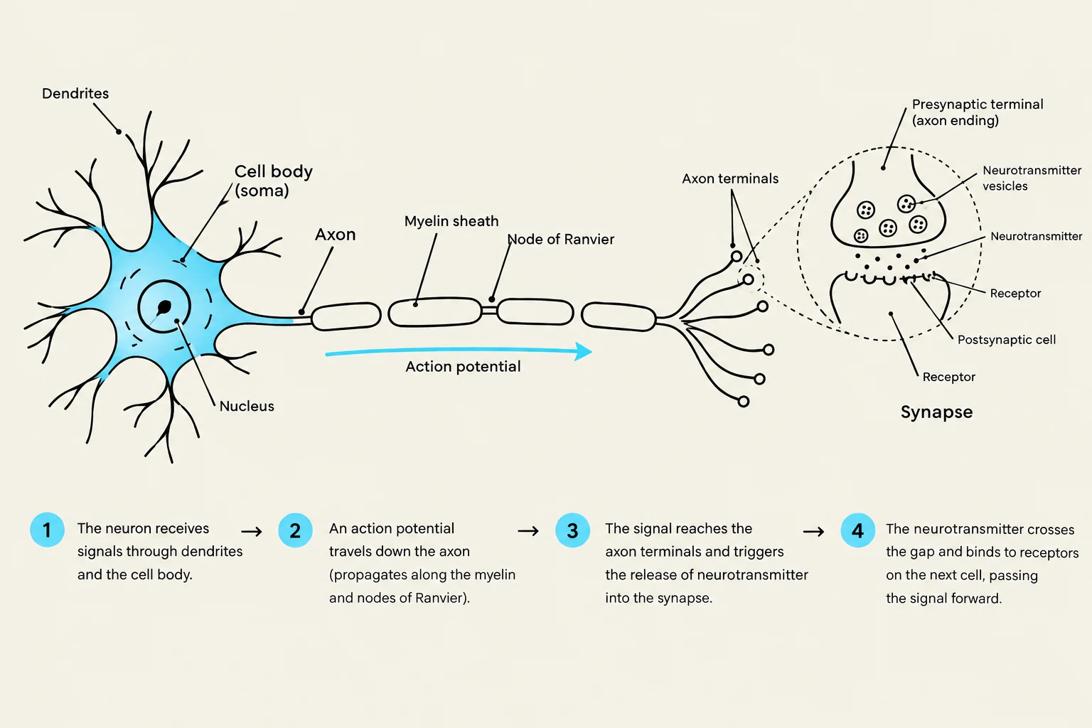 Diagram illustrating the structure of a neuron and the process of synaptic transmission, including the roles of dendrites, cell body, axon, myelin sheath, and synapse.