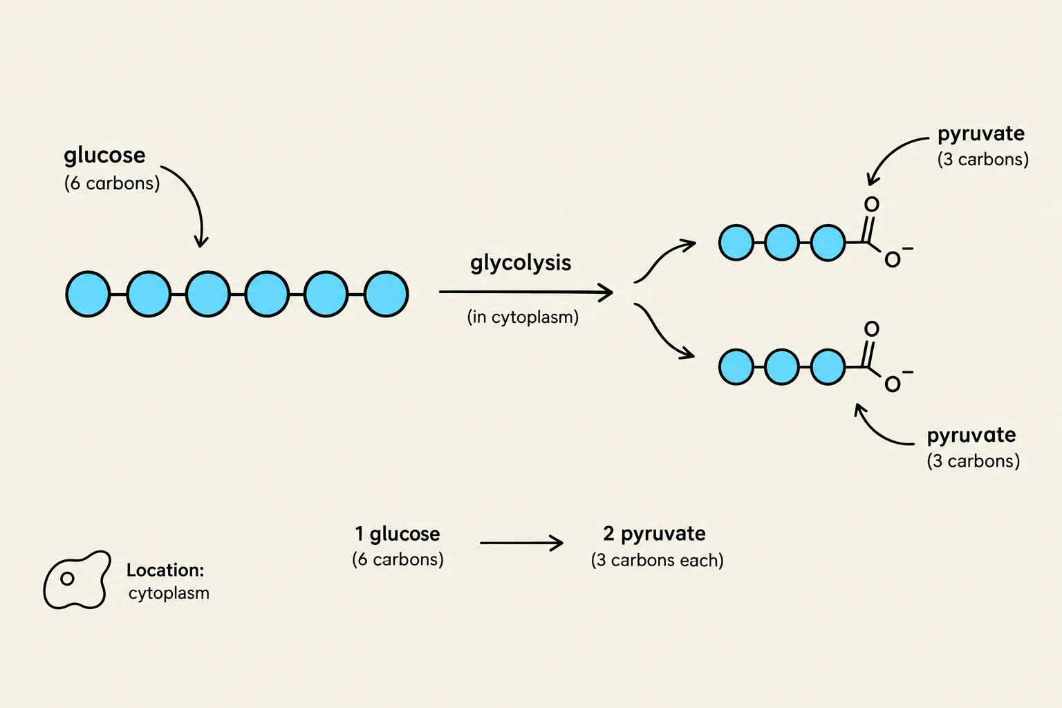 This diagram illustrates the process of glycolysis, where one molecule of glucose (a 6-carbon sugar) is broken down into two molecules of pyruvate (each with 3 carbons). This metabolic pathway occurs in the cytoplasm.