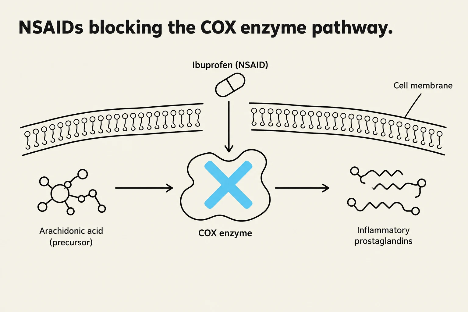 This diagram illustrates how NSAIDs, such as ibuprofen, block the COX enzyme pathway, preventing the formation of inflammatory prostaglandins.