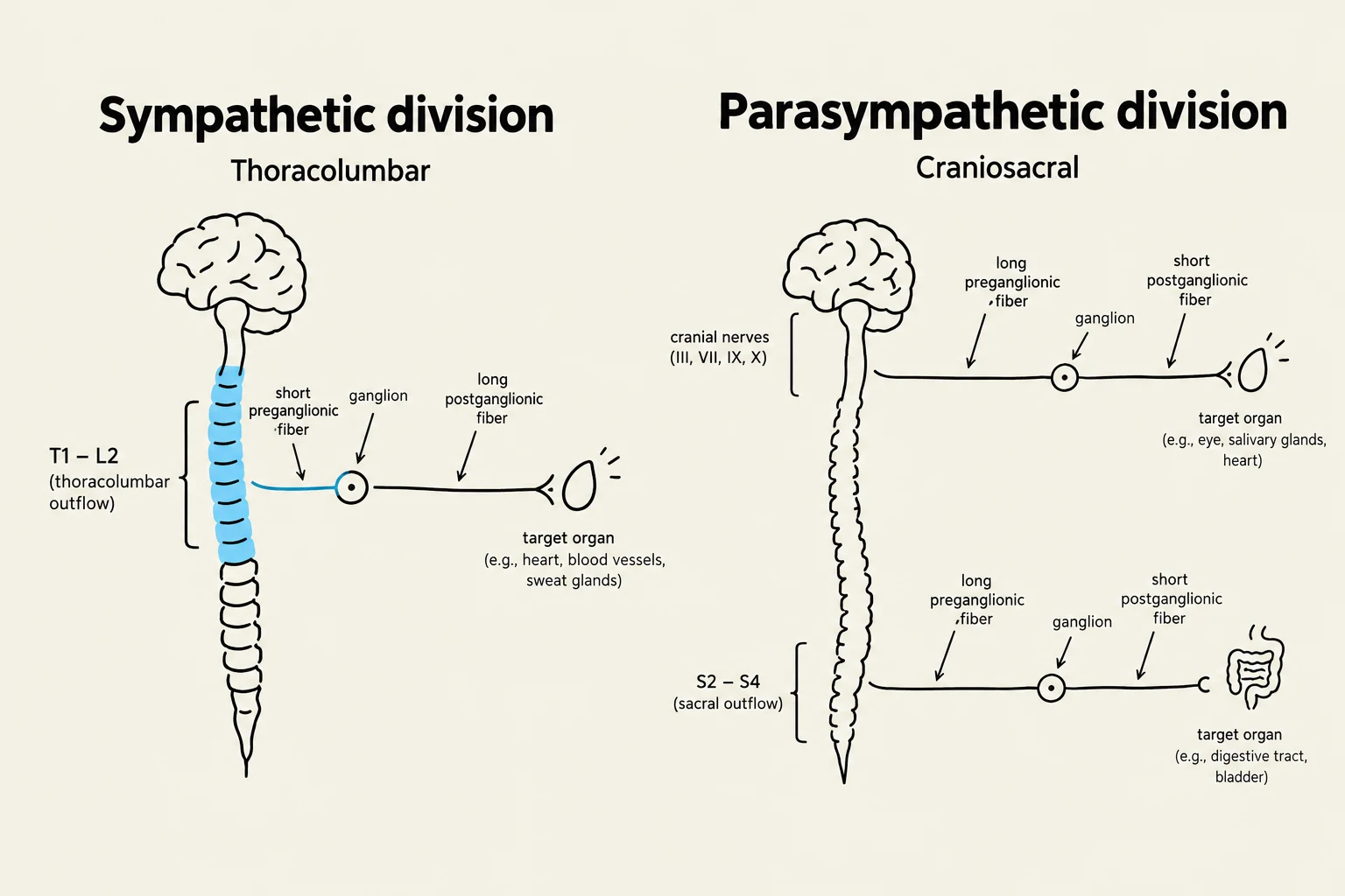 Diagram illustrating the sympathetic and parasympathetic divisions of the autonomic nervous system, detailing their origins, nerve pathways, and target organs.
