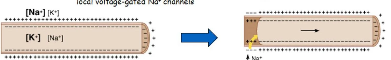 Diagram illustrating the movement of sodium ions (Na+) through voltage-gated channels in a neuron, depicting the process of action potential propagation.