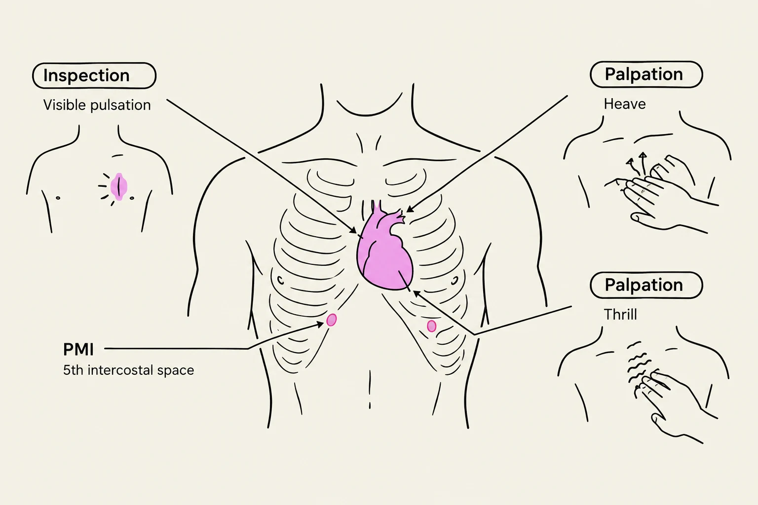 Diagram illustrating the inspection and palpation of the chest for cardiac assessment, including visible pulsation, heave, thrill, and the point of maximal impulse (PMI) at the 5th intercostal space.