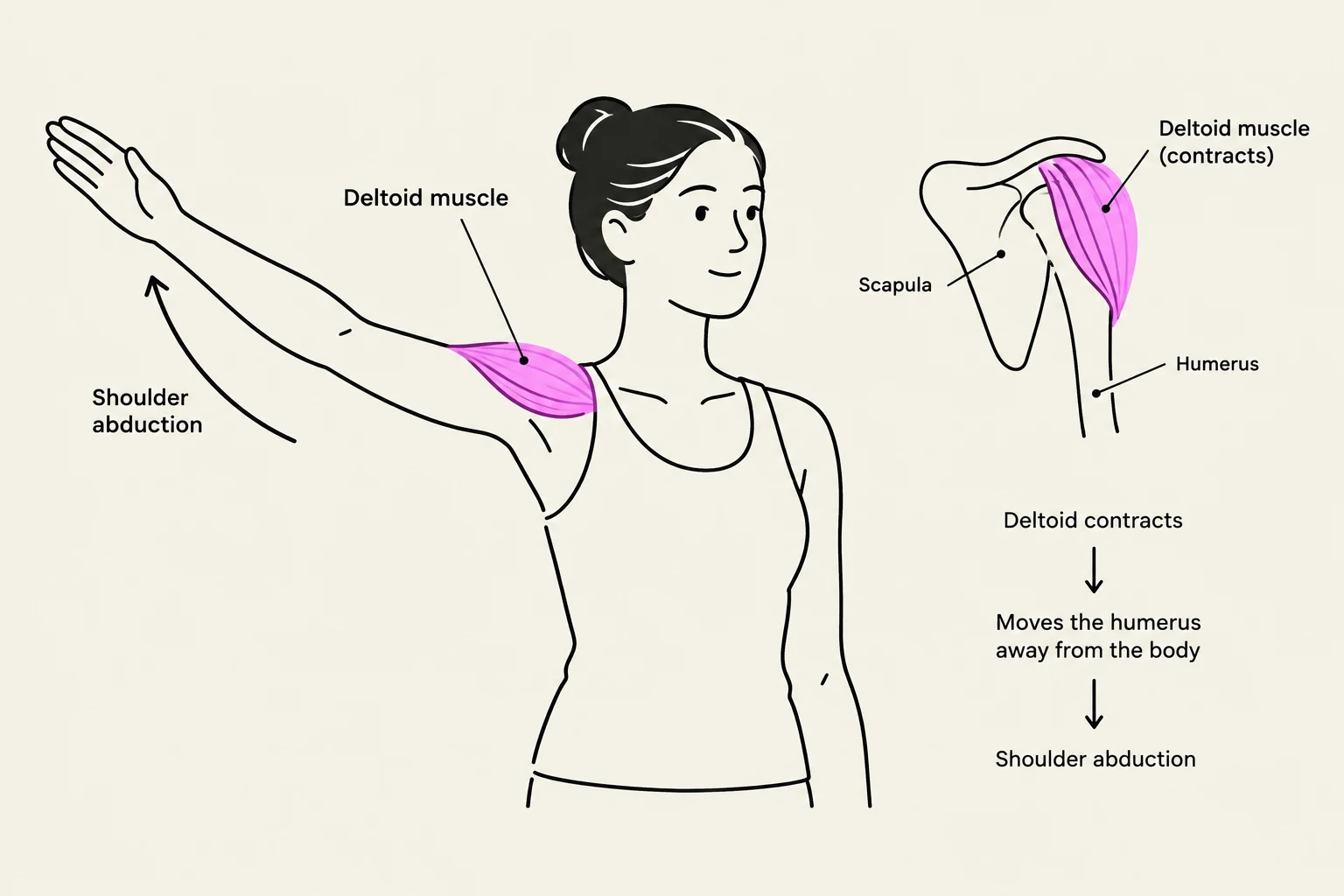 Illustration showing the deltoid muscle's role in shoulder abduction, where contraction of the muscle moves the humerus away from the body.