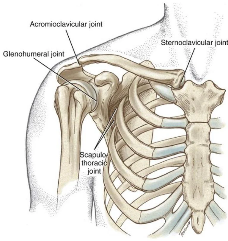 An illustration of the shoulder joint, highlighting the glenohumeral, acromioclavicular, sternoclavicular, and scapulothoracic joints.