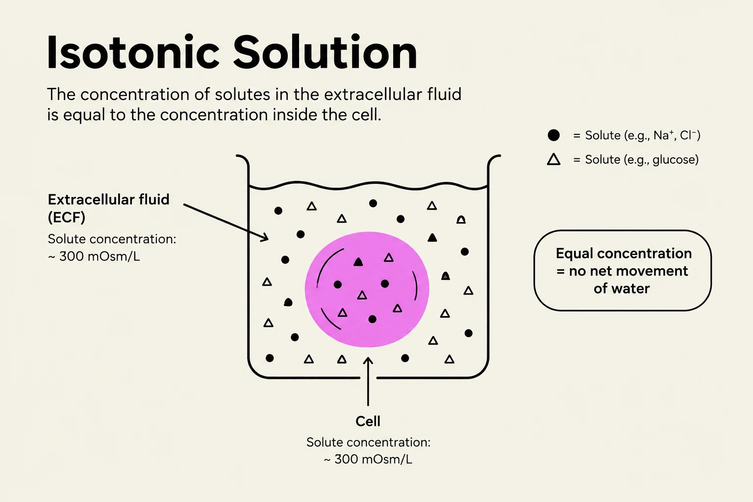An illustration depicting an isotonic solution where the solute concentration inside and outside the cell is equal, resulting in no net movement of water.