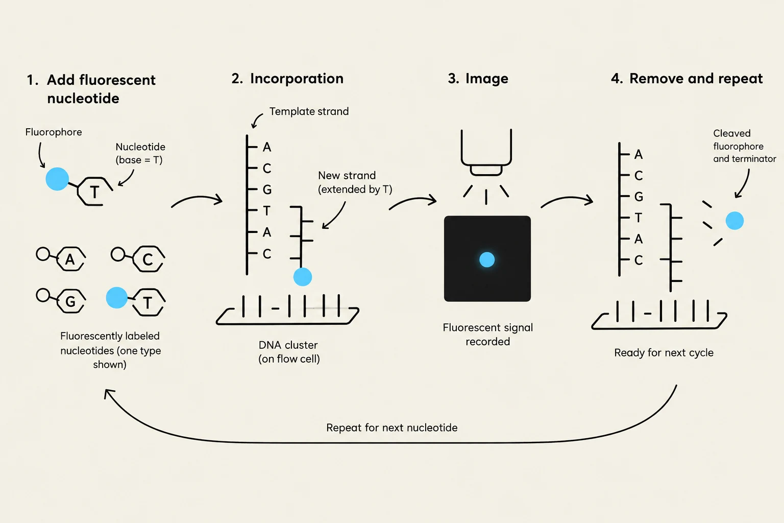 This diagram illustrates the process of DNA sequencing using fluorescently labeled nucleotides. It shows the steps of adding nucleotides, incorporation into a DNA strand, imaging to record fluorescent signals, and removal for repetition, enabling the determination of the DNA sequence.