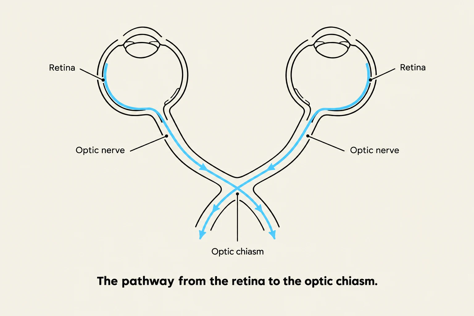 Diagram illustrating the pathway of visual information from the retina to the optic chiasm.