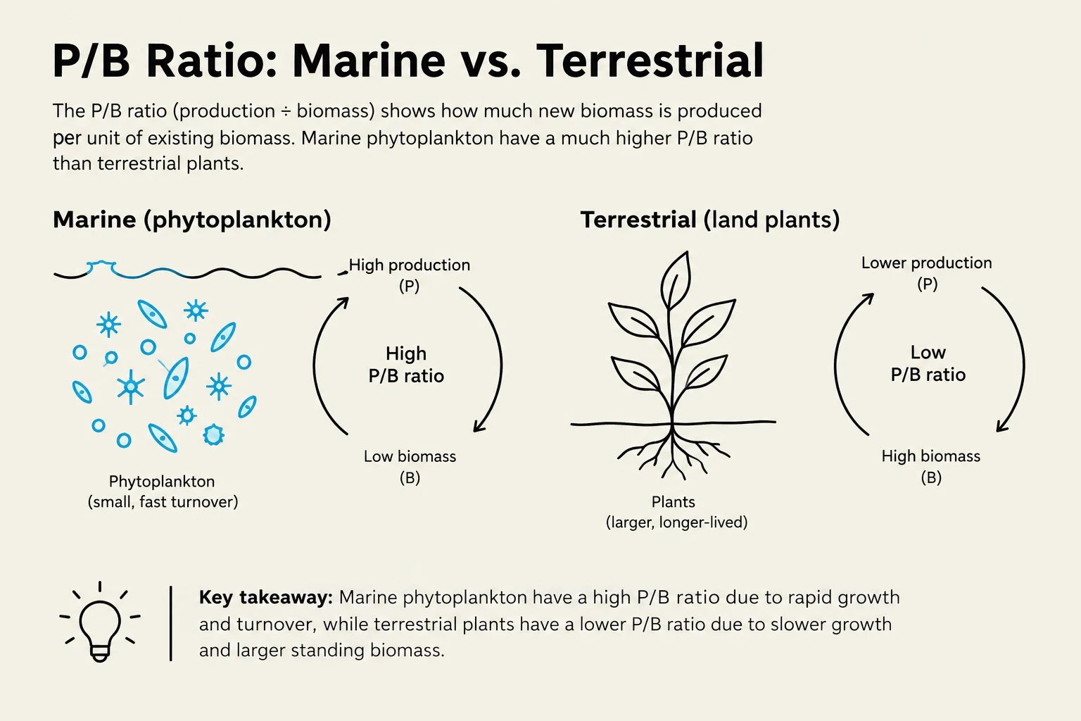 This diagram illustrates the P/B ratio, which compares biomass production to existing biomass, for marine phytoplankton and terrestrial plants. Marine phytoplankton exhibit a high P/B ratio due to rapid growth and turnover, while terrestrial plants have a lower P/B ratio because of slower growth and larger biomass.
