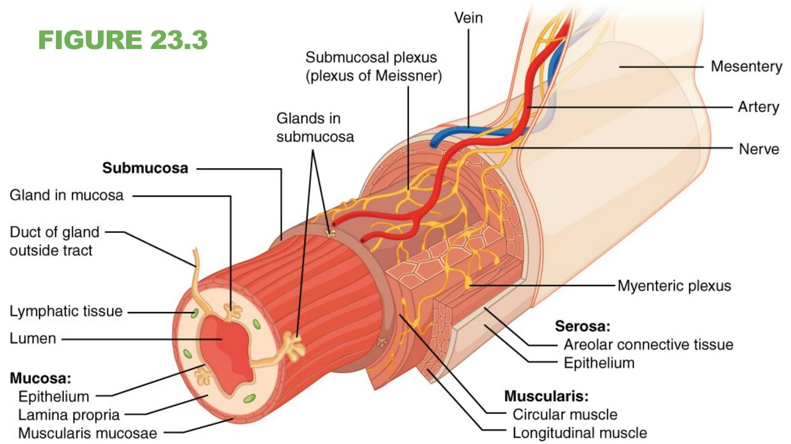 Diagram illustrating the layers of the intestinal wall, including the mucosa, submucosa, muscularis, and serosa, along with associated structures like blood vessels, nerves, and lymphatic tissue.