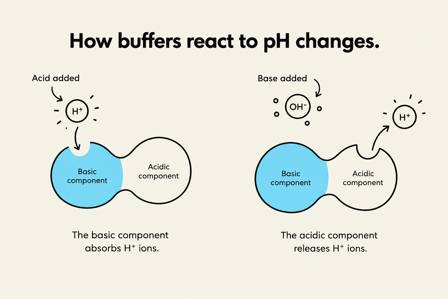 This diagram illustrates how buffer solutions maintain pH stability by reacting to the addition of acids or bases. When acid is added, the basic component of the buffer absorbs H+ ions. When base is added, the acidic component releases H+ ions, thus minimizing pH fluctuations.