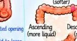 Diagram illustrating the ascending and descending sections of the colon, with notes on consistency.