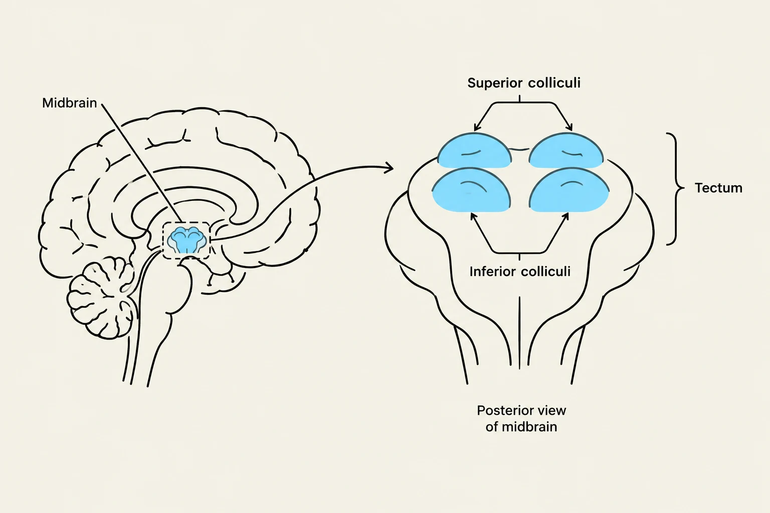 Diagram illustrating the midbrain, with a magnified posterior view showing the superior and inferior colliculi, which form the tectum.