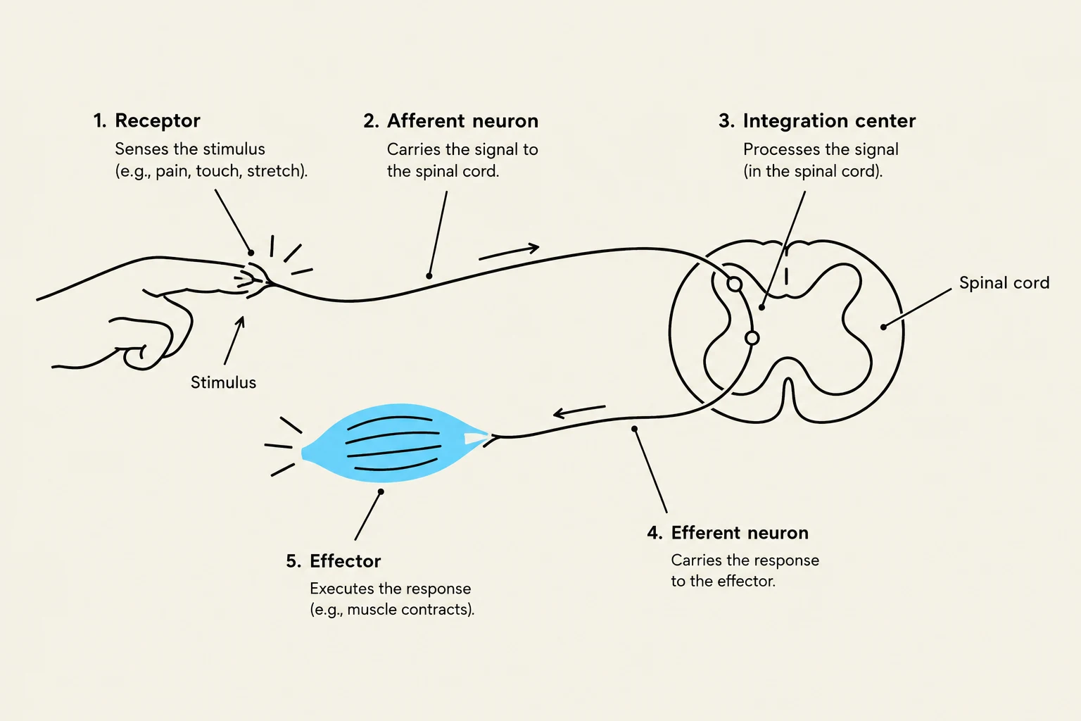 Diagram illustrating the components of a reflex arc, including the receptor, afferent neuron, integration center (spinal cord), efferent neuron, and effector.