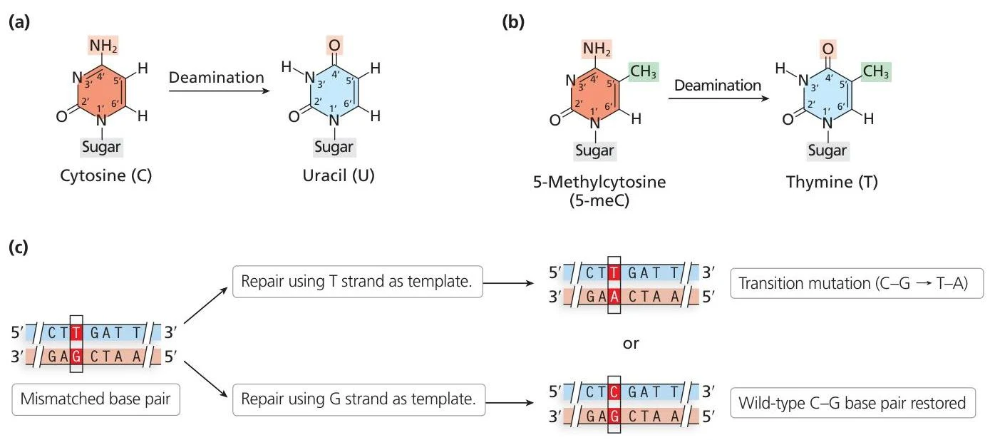 Diagrams illustrating the deamination of cytosine to uracil and 5-methylcytosine to thymine, and the repair mechanisms for a mismatched base pair in DNA.