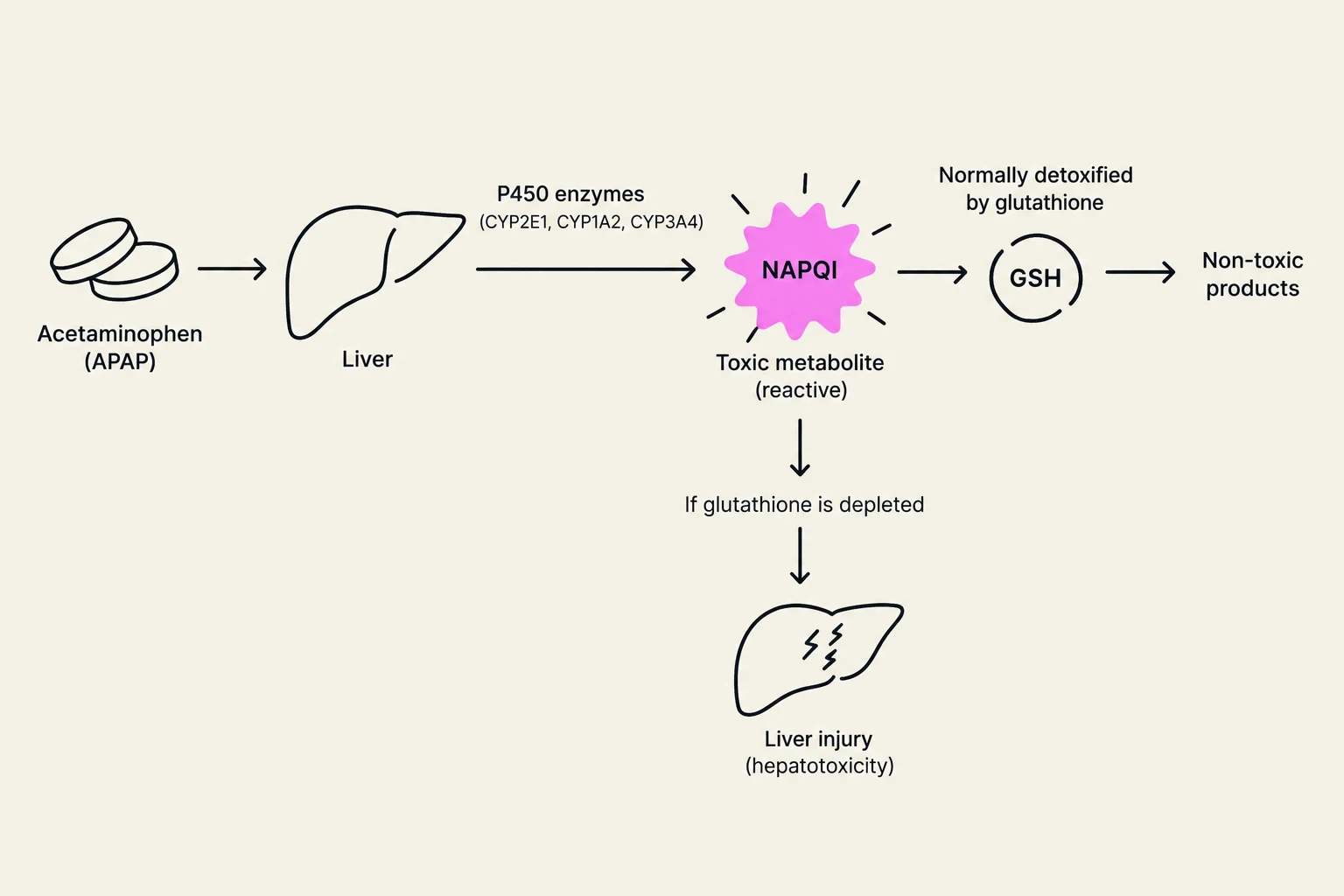 This diagram illustrates the metabolic pathway of acetaminophen (APAP) in the liver. It shows how APAP is processed by P450 enzymes into a toxic metabolite, NAPQI. Normally, NAPQI is detoxified by glutathione (GSH) into non-toxic products. However, if glutathione levels are depleted, NAPQI can lead to liver injury (hepatotoxicity).