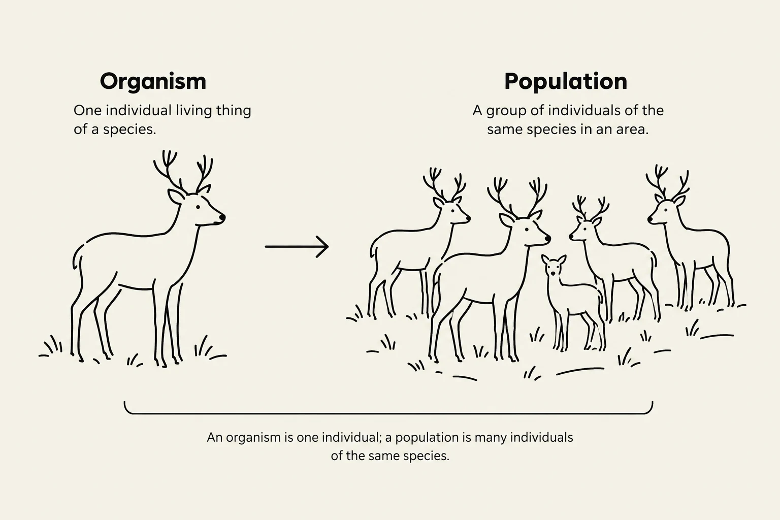 This illustration defines and differentiates between an organism and a population using deer as an example.