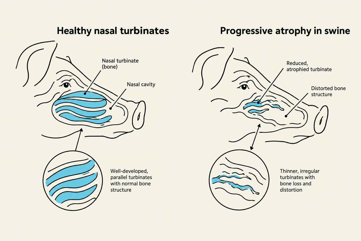 Diagram illustrating healthy nasal turbinates in swine compared to progressive atrophy.