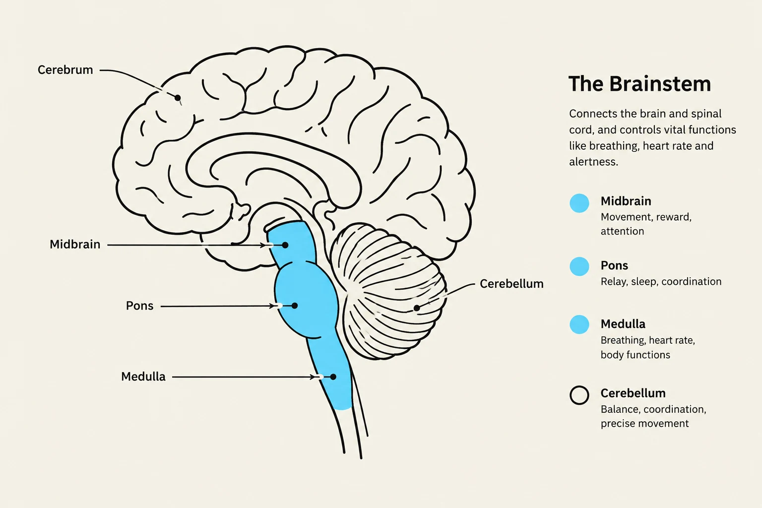 Diagram of the human brainstem, highlighting the cerebrum, cerebellum, midbrain, pons, and medulla, with descriptions of their functions.