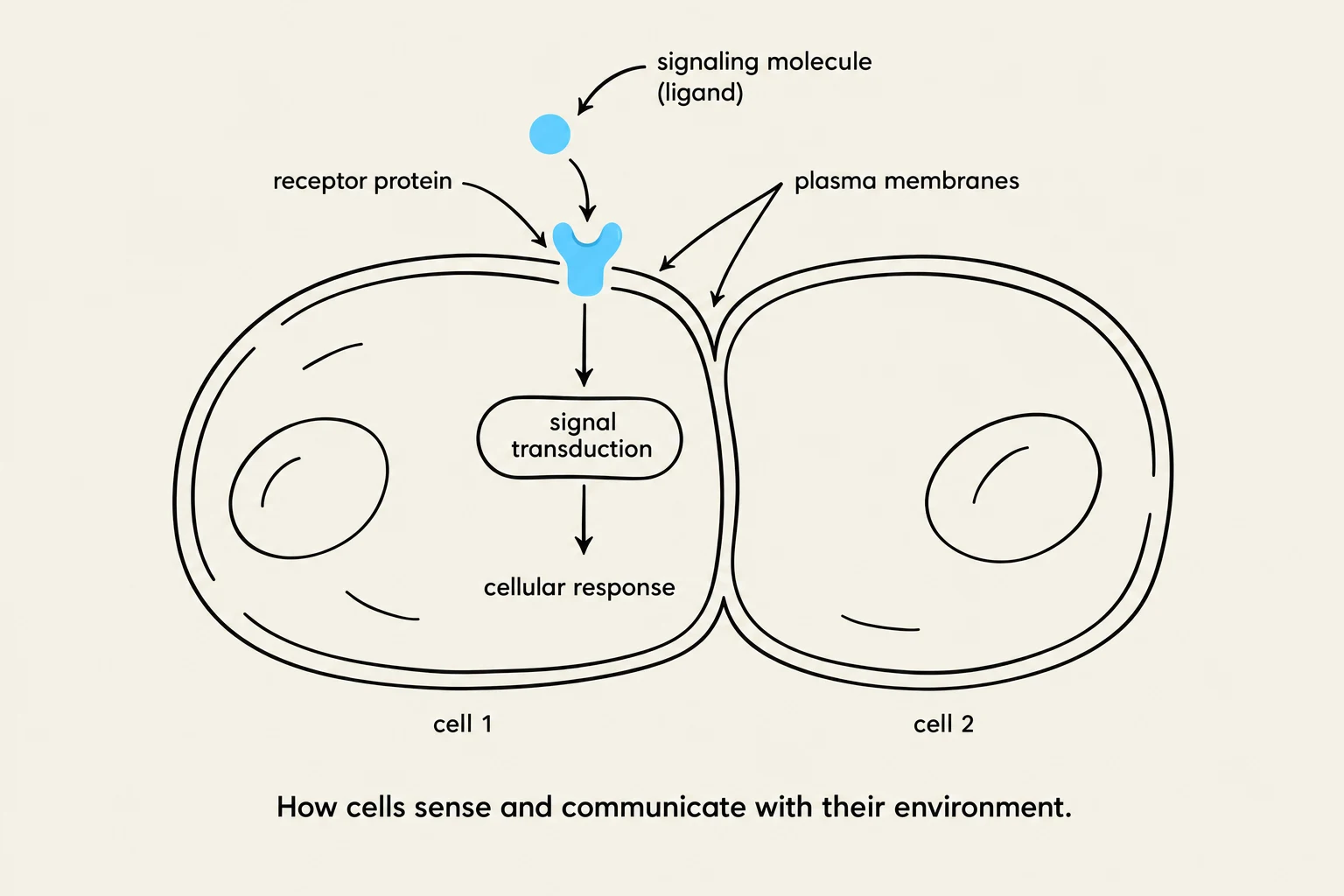 This diagram illustrates how cells sense and communicate with their environment through signaling molecules and receptor proteins, leading to signal transduction and a cellular response.