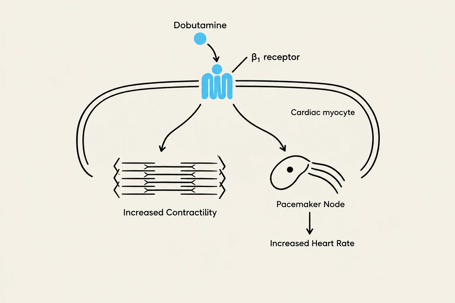 This diagram illustrates how Dobutamine, a medication, interacts with the beta-1 receptor on cardiac myocytes. This interaction leads to increased contractility of the heart muscle and affects the pacemaker node, resulting in an increased heart rate.