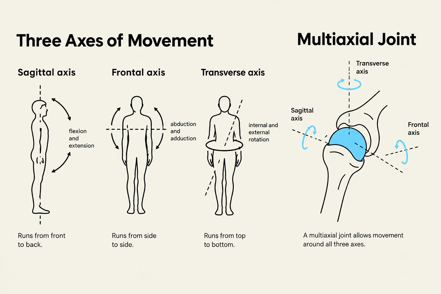 Diagrams illustrating the three axes of movement (sagittal, frontal, and transverse) and a multiaxial joint.