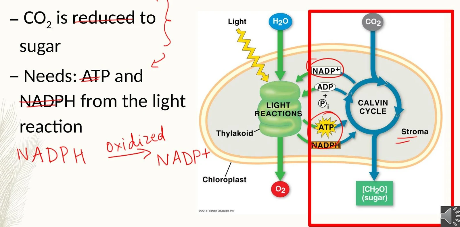 Diagram illustrating the process of photosynthesis, showing the light-dependent reactions and the Calvin cycle within a chloroplast. Light and water are inputs for the light reactions, producing oxygen, ATP, and NADPH. The Calvin cycle uses carbon dioxide, ATP, and NADPH to produce sugar.