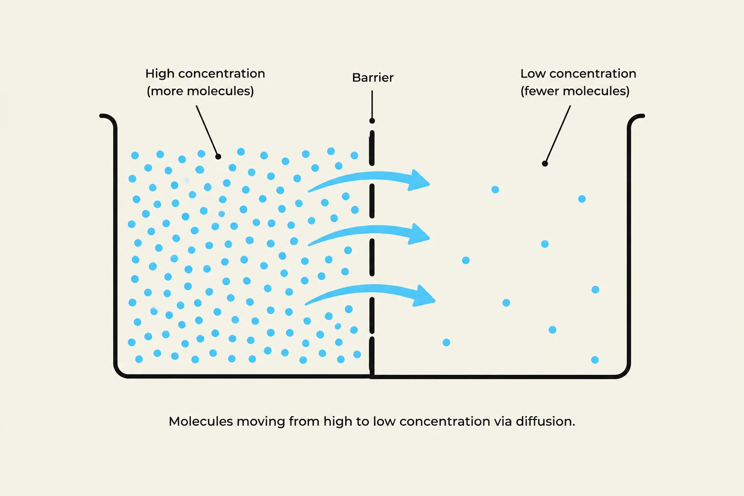 Diagram illustrating diffusion, where molecules move from an area of high concentration to an area of low concentration across a barrier.