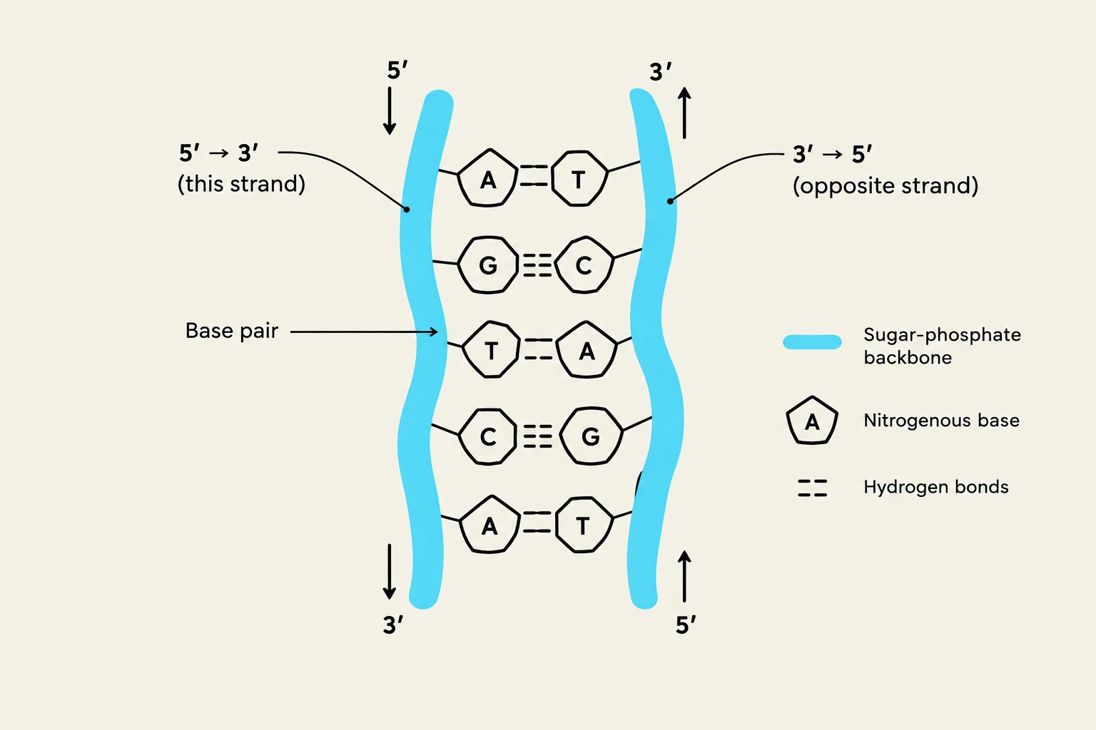 This diagram illustrates the structure of a DNA molecule, showing the sugar-phosphate backbone, nitrogenous bases (Adenine, Thymine, Guanine, Cytosine), and hydrogen bonds connecting them. It also indicates the 5' and 3' ends of the DNA strands.