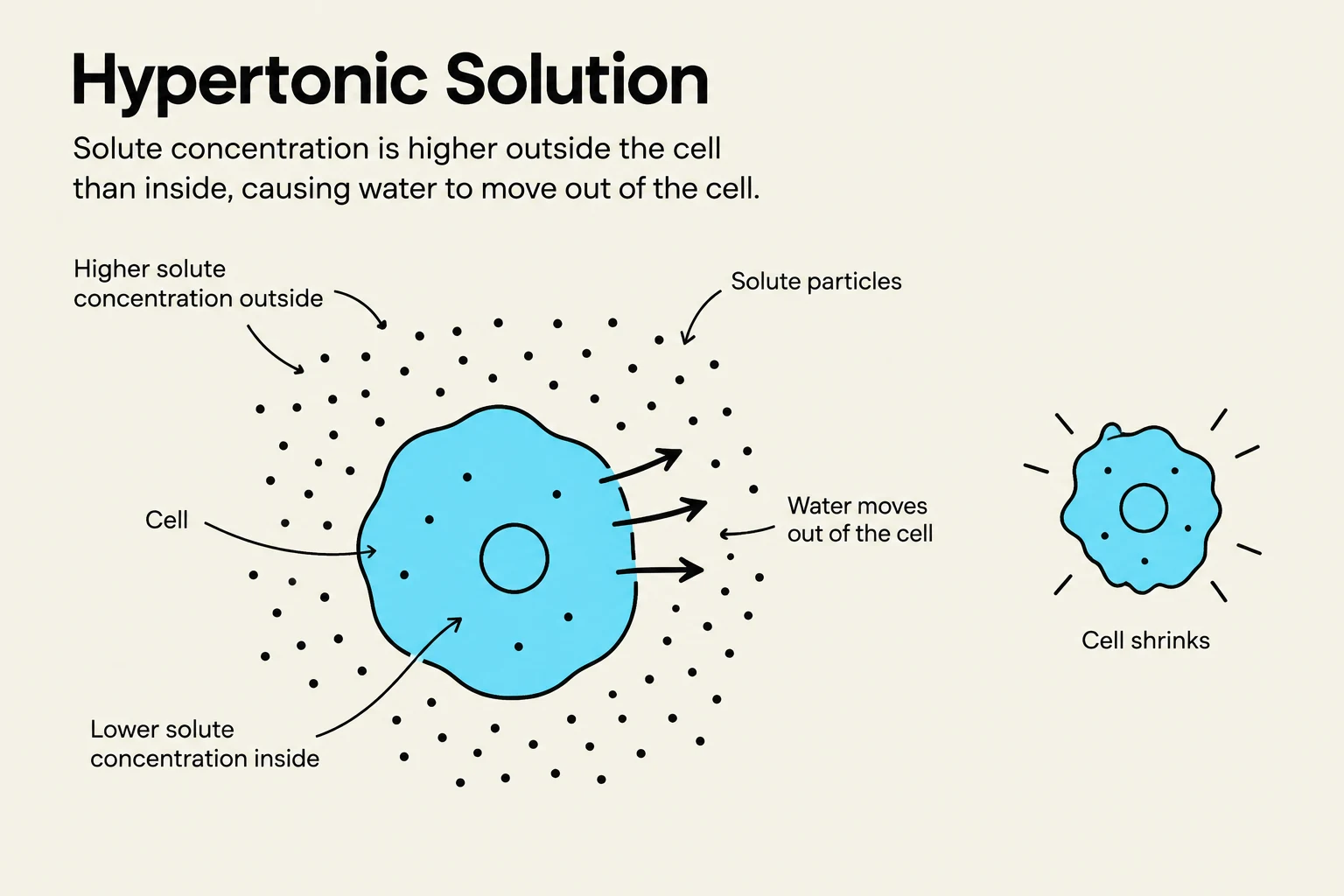 Diagram illustrating osmosis in a hypertonic solution, where water moves out of a cell causing it to shrink due to higher solute concentration outside the cell.