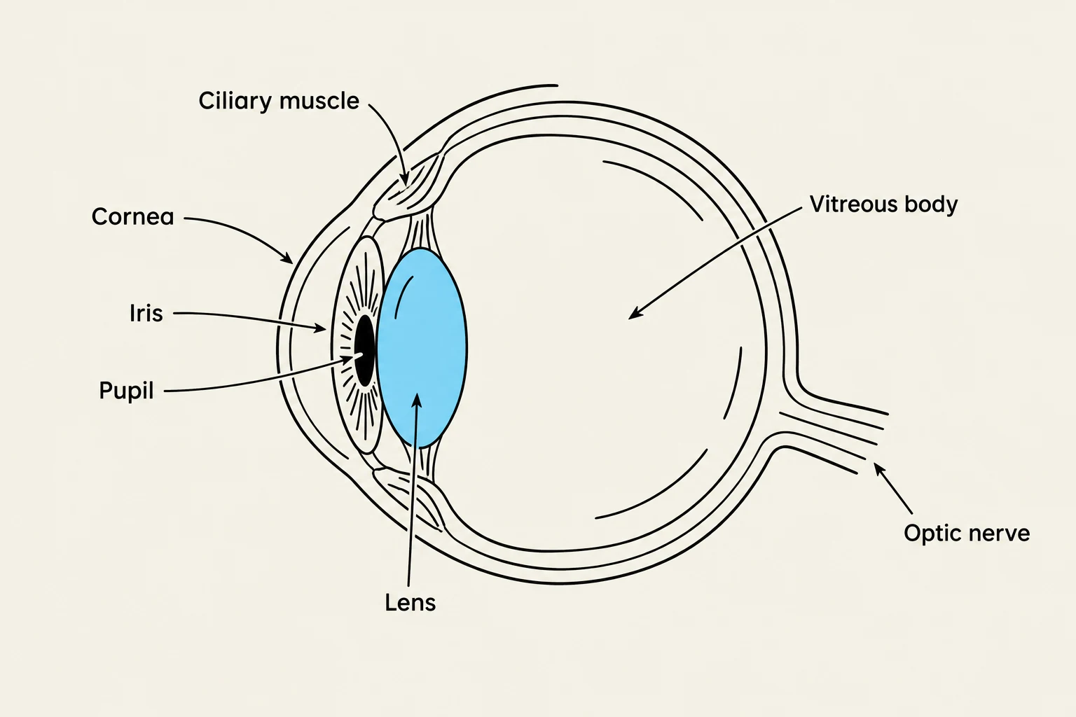 Diagram of the human eye showing the cornea, iris, pupil, lens, ciliary muscle, vitreous body, and optic nerve.