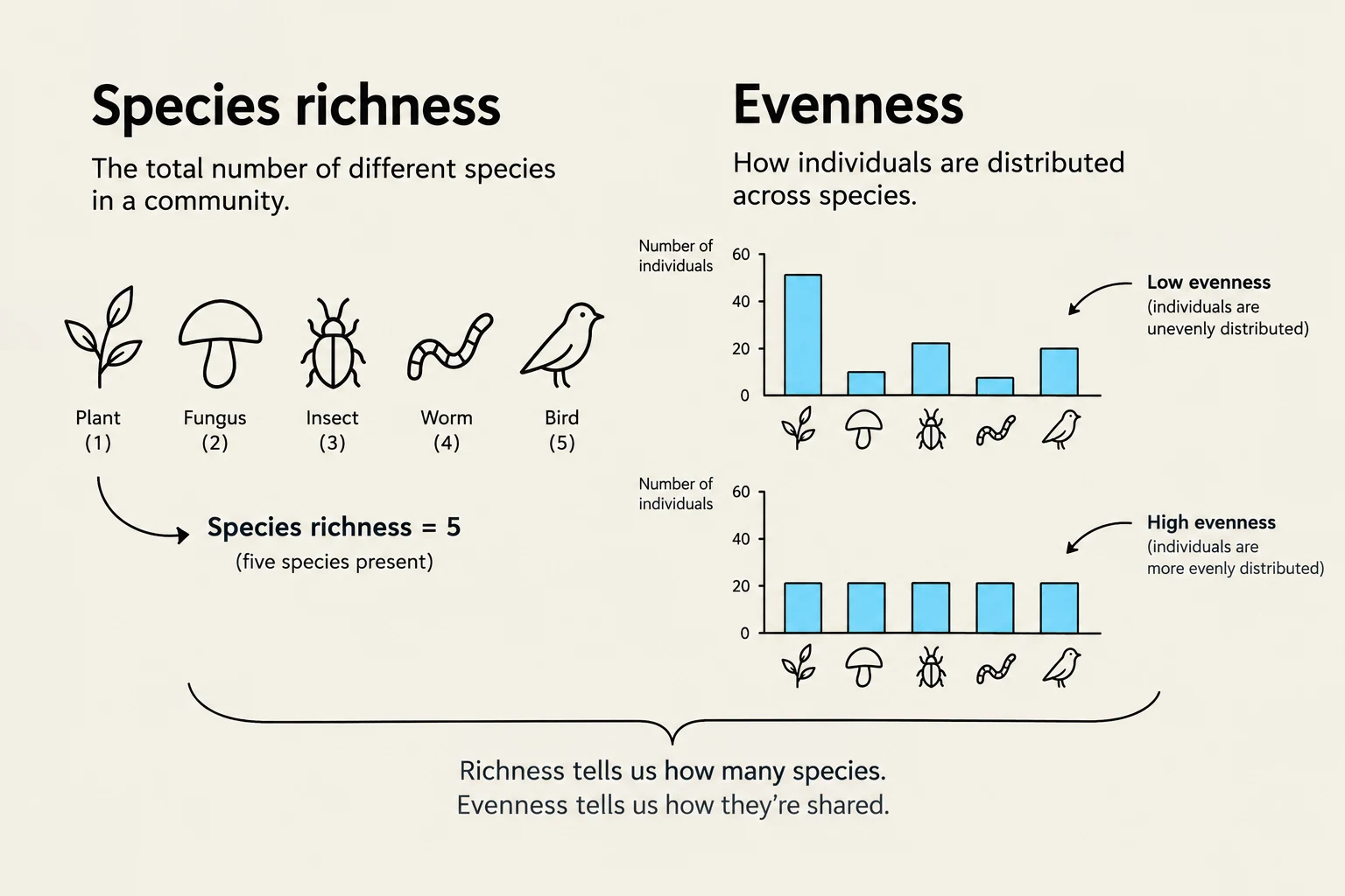 This illustration explains species richness and evenness in a community. Species richness is the total number of different species, while evenness describes how individuals are distributed among those species. The top bar chart shows low evenness with uneven distribution, and the bottom chart shows high evenness with more even distribution.
