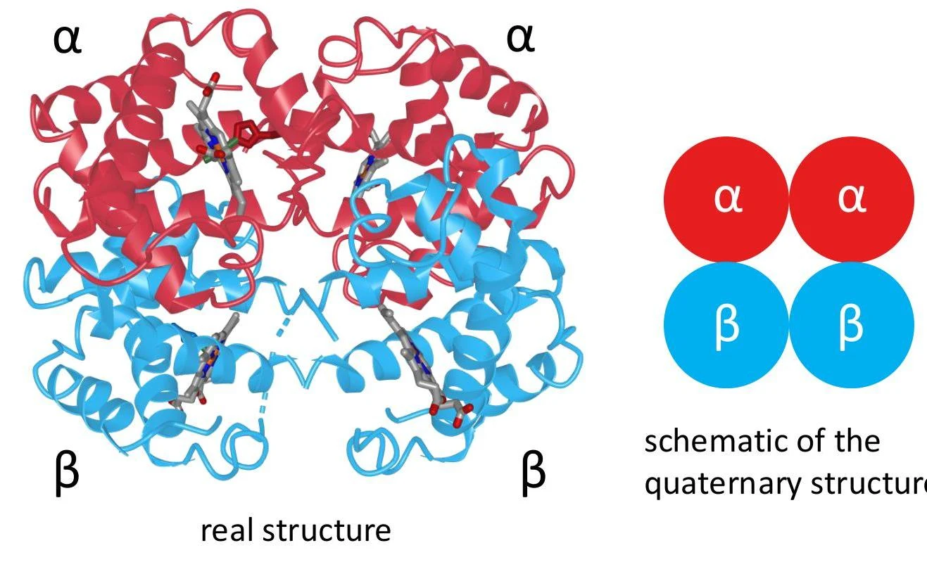 The image displays the real and schematic structures of a protein, illustrating its quaternary structure composed of alpha and beta subunits.