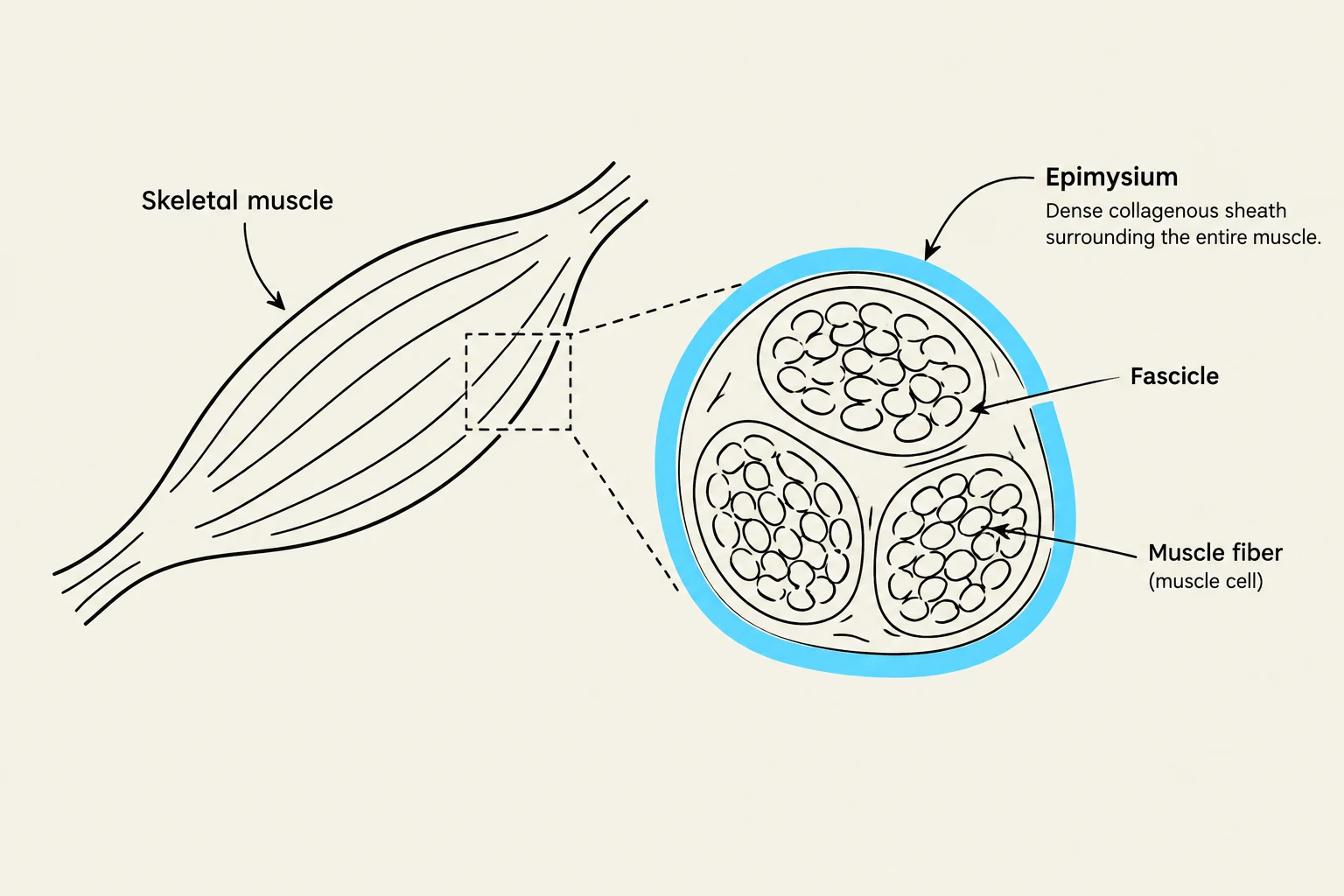Diagram illustrating the structure of skeletal muscle, showing the epimysium, fascicles, and muscle fibers.
